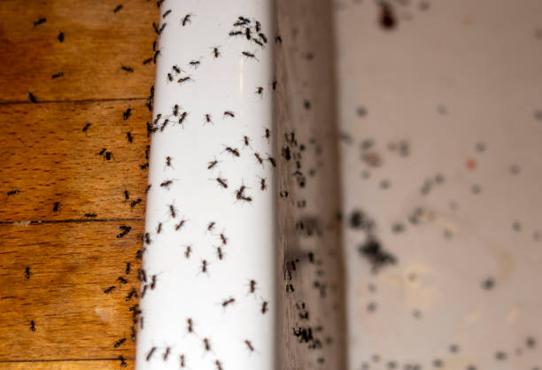 Pest Prevention Services in Saks, AL
